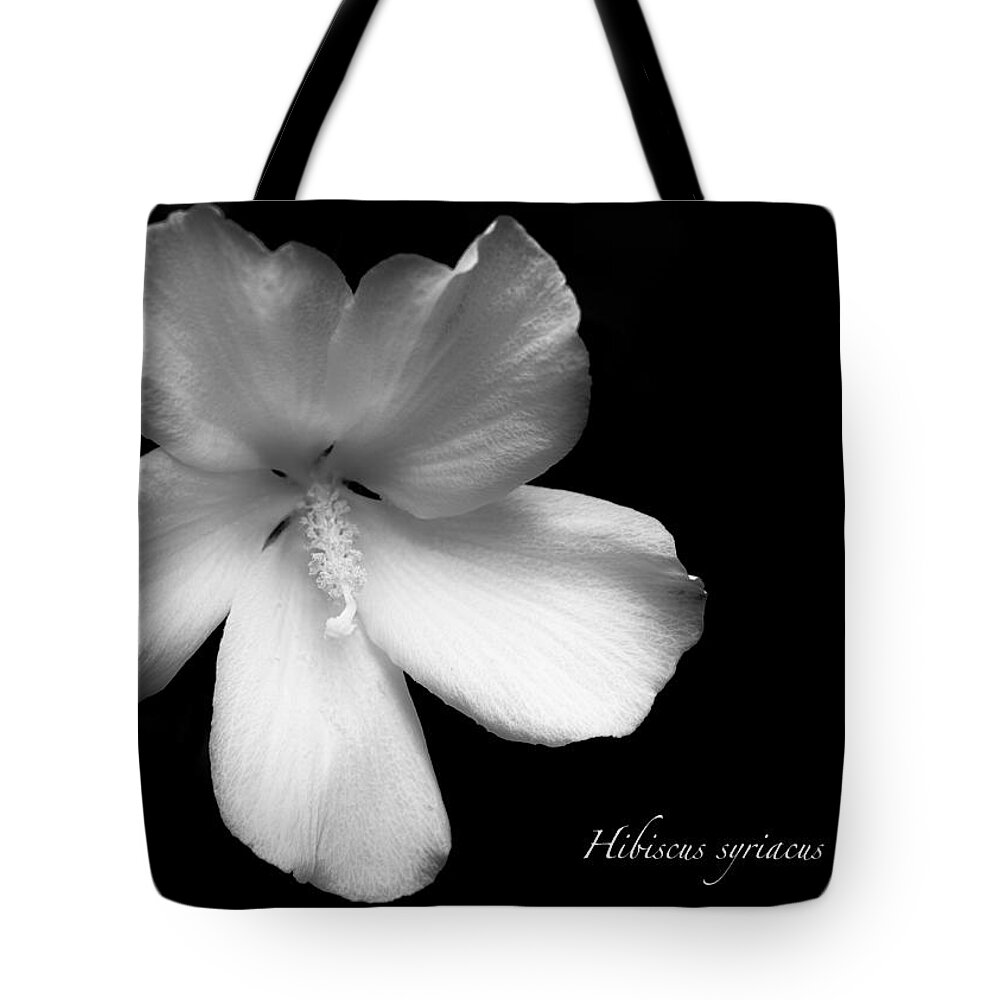 White Tote Bag featuring the photograph Rose of Sharon Hibiscus BW by Tony Grider
