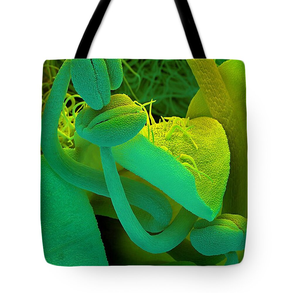 Rosemary Tote Bag featuring the photograph Rosemary SEM by Spl