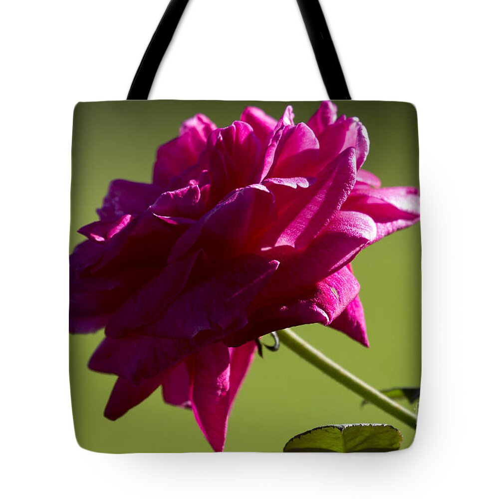 Rose Tote Bag featuring the photograph Roses are Pink by Meg Rousher