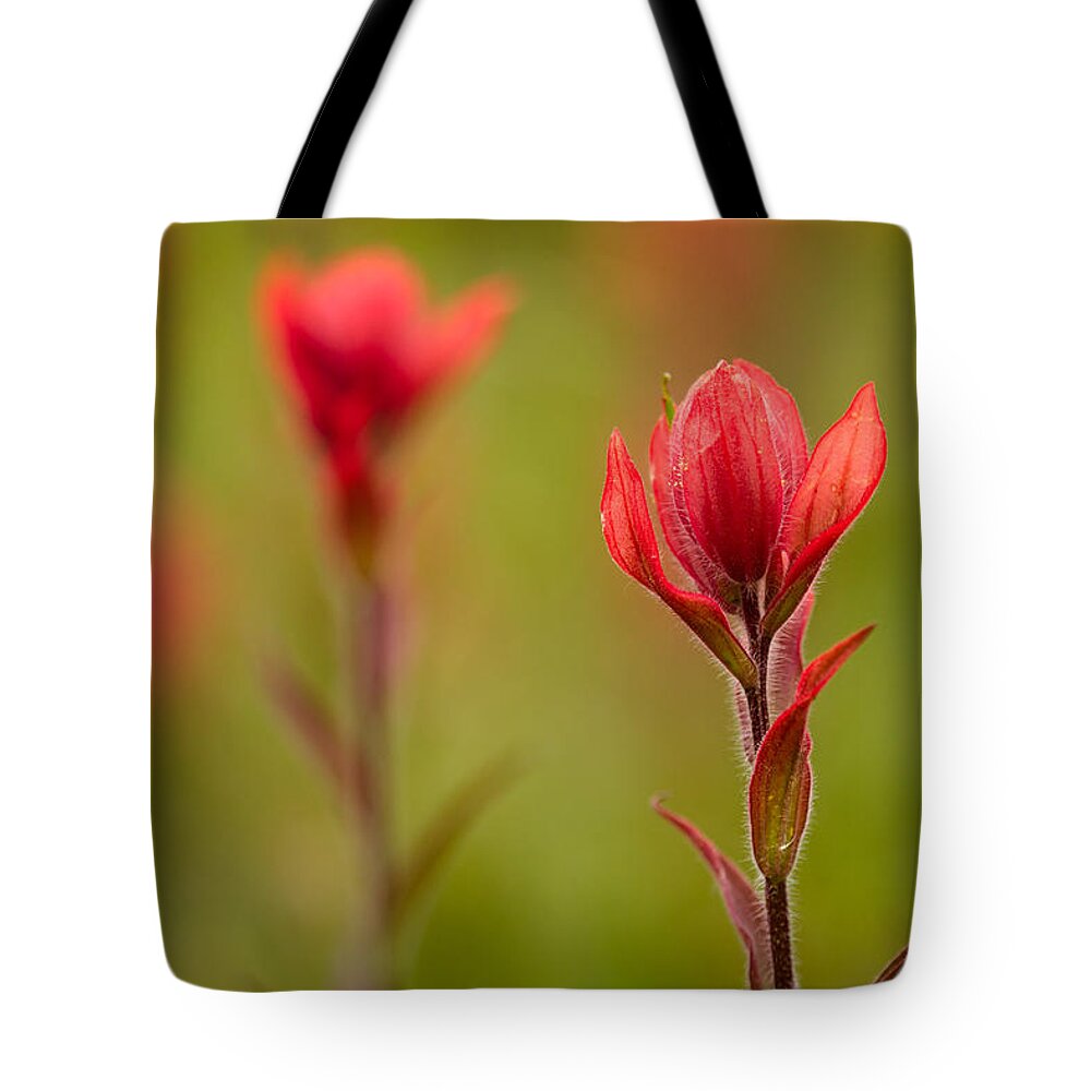 Castilleja Rhexifolia Tote Bag featuring the photograph Rosy Indian Paintbrush by Teri Virbickis