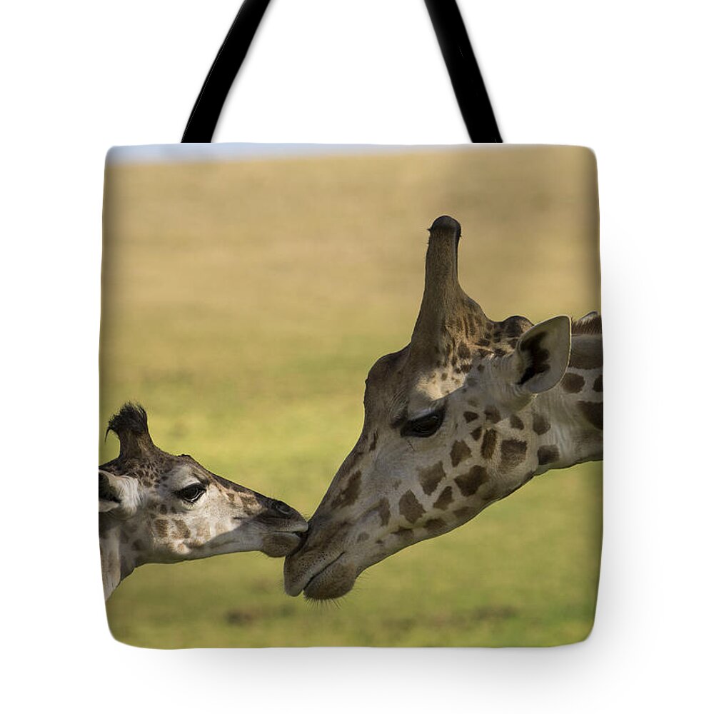 San Diego Zoo Tote Bag featuring the photograph Rothschild Giraffe Male Calf Nuzzling by San Diego Zoo