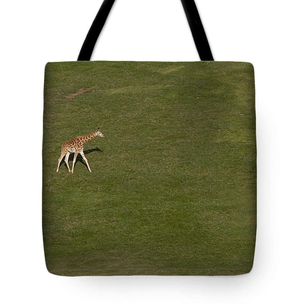 Feb0514 Tote Bag featuring the photograph Rothschild Giraffe Pair Crossing by San Diego Zoo