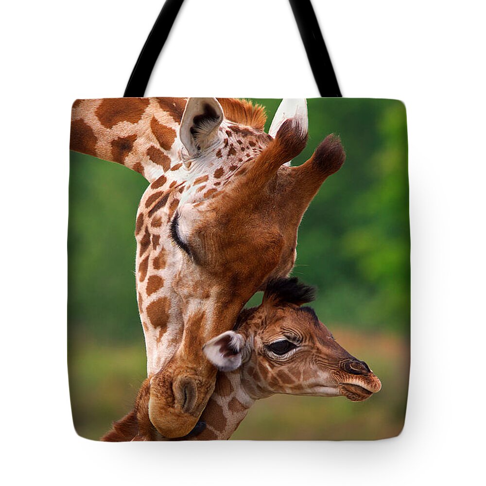 Africa Tote Bag featuring the photograph Rothschild Giraffe with calf by Nick Biemans