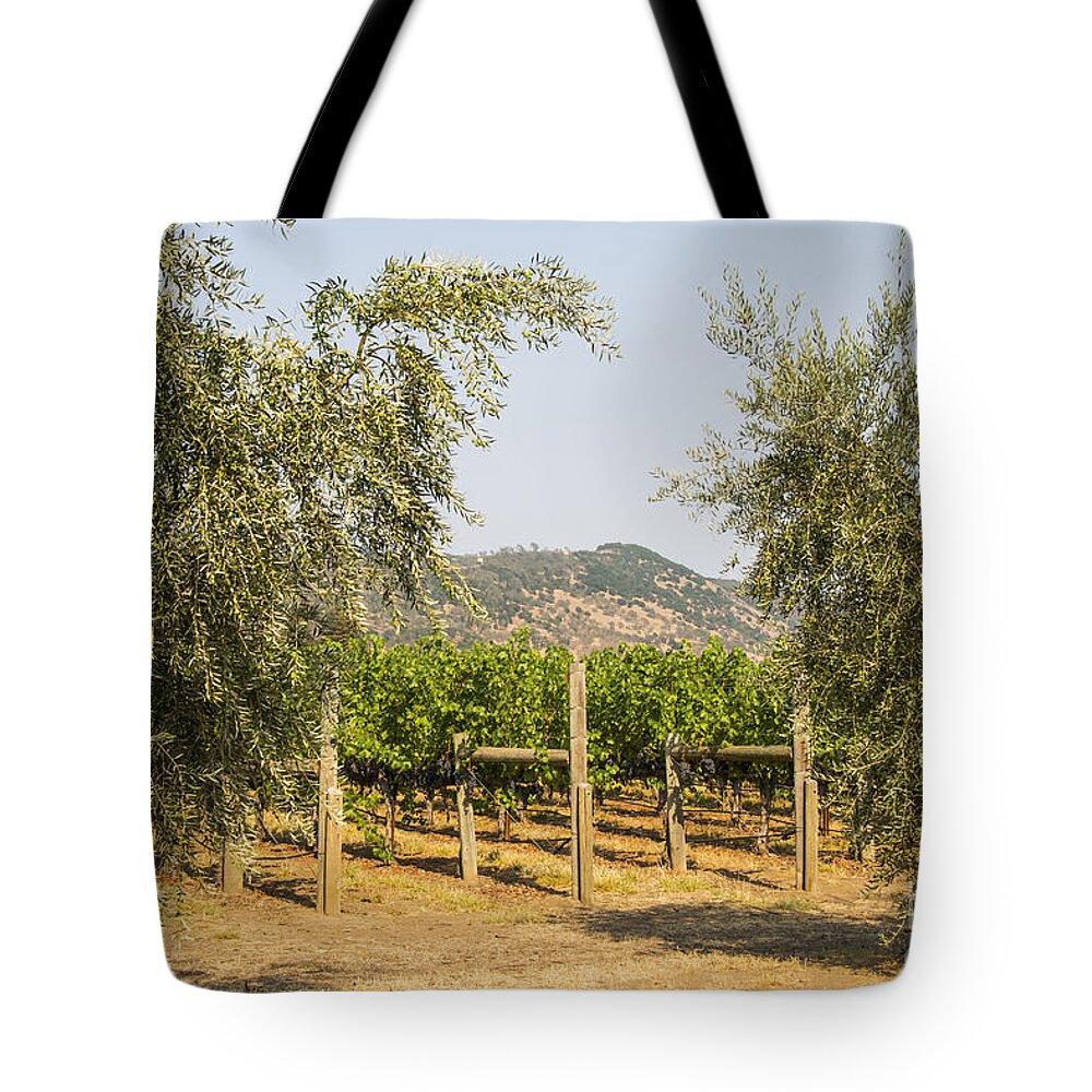 Bunch Cluster Grapes Grape Vine Vines Fruit Fruits Food Foods Olive Trees Olives Tree Round Pond Estates Vineyard Vineyards Napa Valley California Tote Bag featuring the photograph Round Pond Grapes and Olives by Bob Phillips