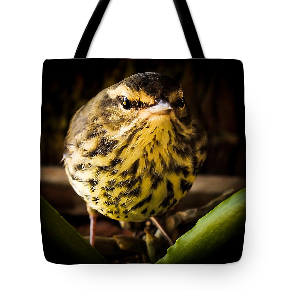 Warblers Tote Bag featuring the photograph Round Warbler by Karen Wiles