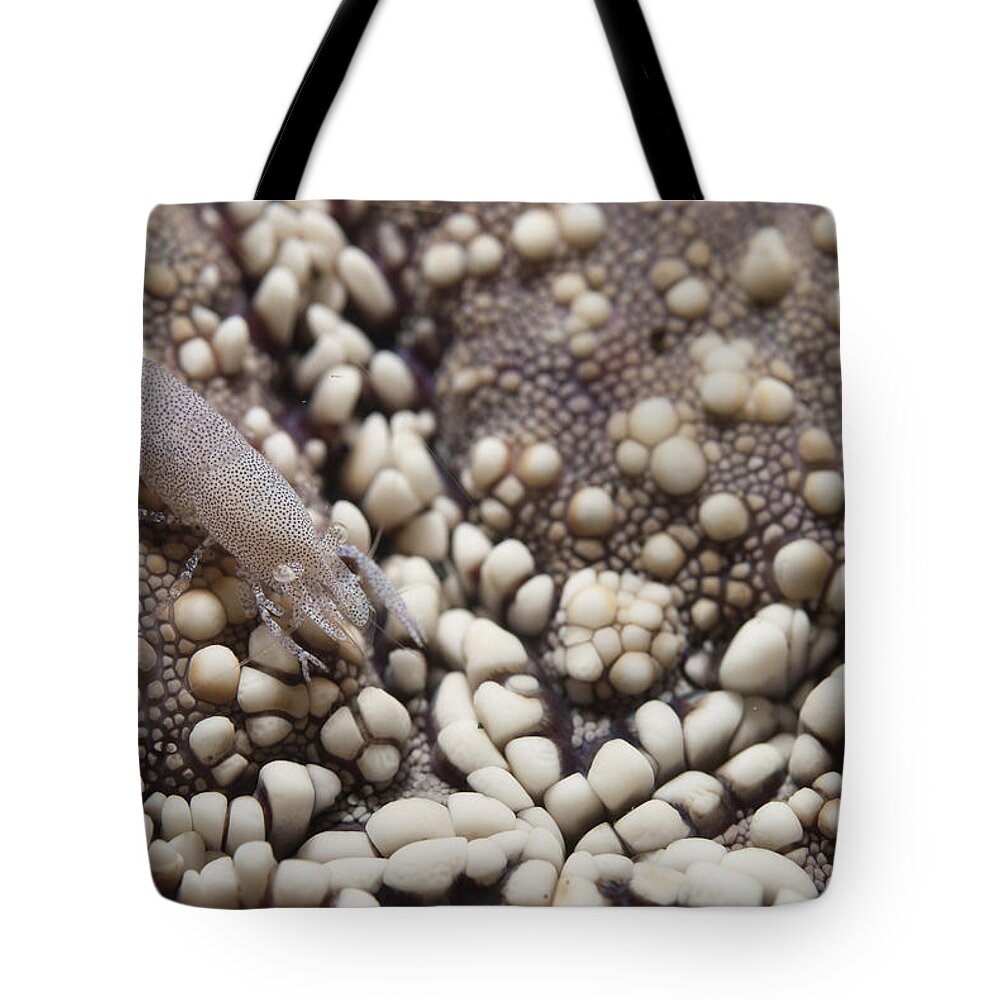 Rounded Seastar Shrimp Tote Bag featuring the photograph Rounded Seastar Shrimp by Colin Marshall/FLPA