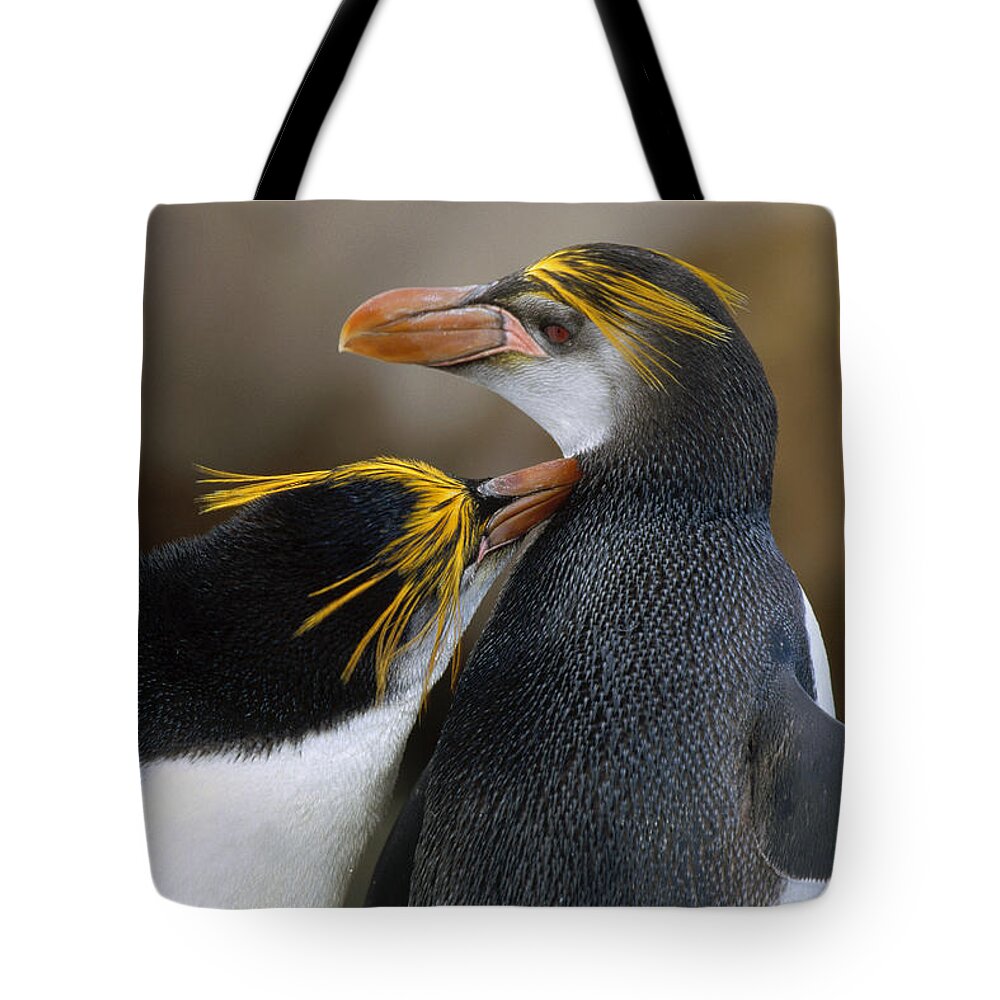 00193754 Tote Bag featuring the photograph Royal Penguin Couple Courting by Konrad Wothe