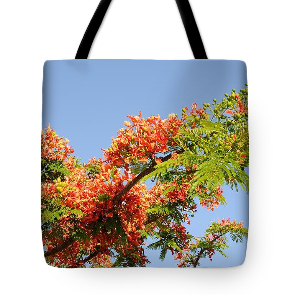 Royal Poinciana Tote Bag featuring the photograph Royal Poinciana Branch by Bradford Martin