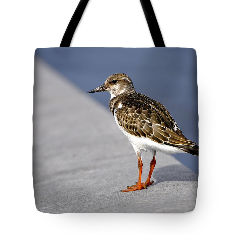 Ruddy Tote Bag featuring the photograph Ruddy Turnstone Bird Arenaria interpres Florida USA by Sally Rockefeller