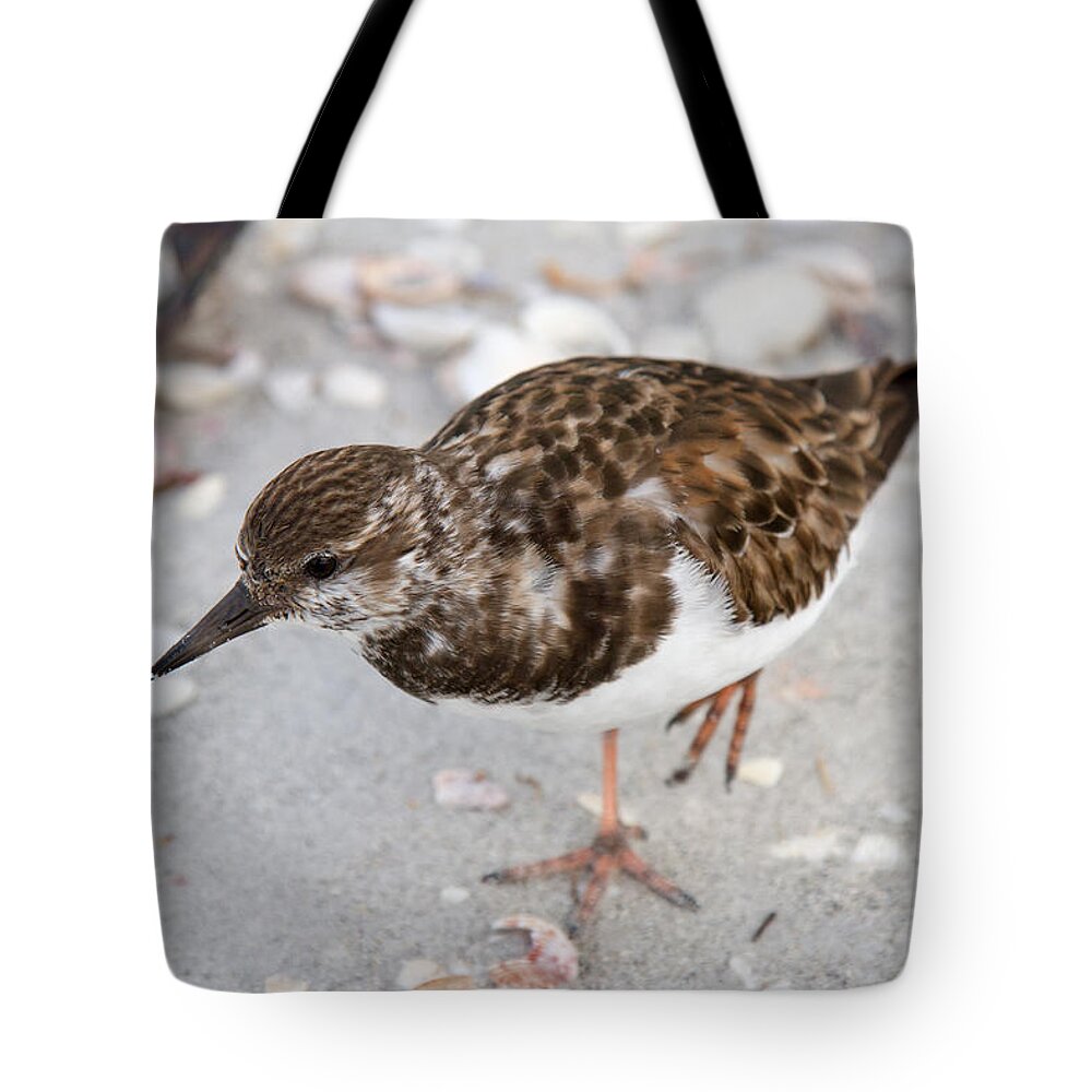 Birds Tote Bag featuring the photograph Ruddy Turnstone by Chris Scroggins