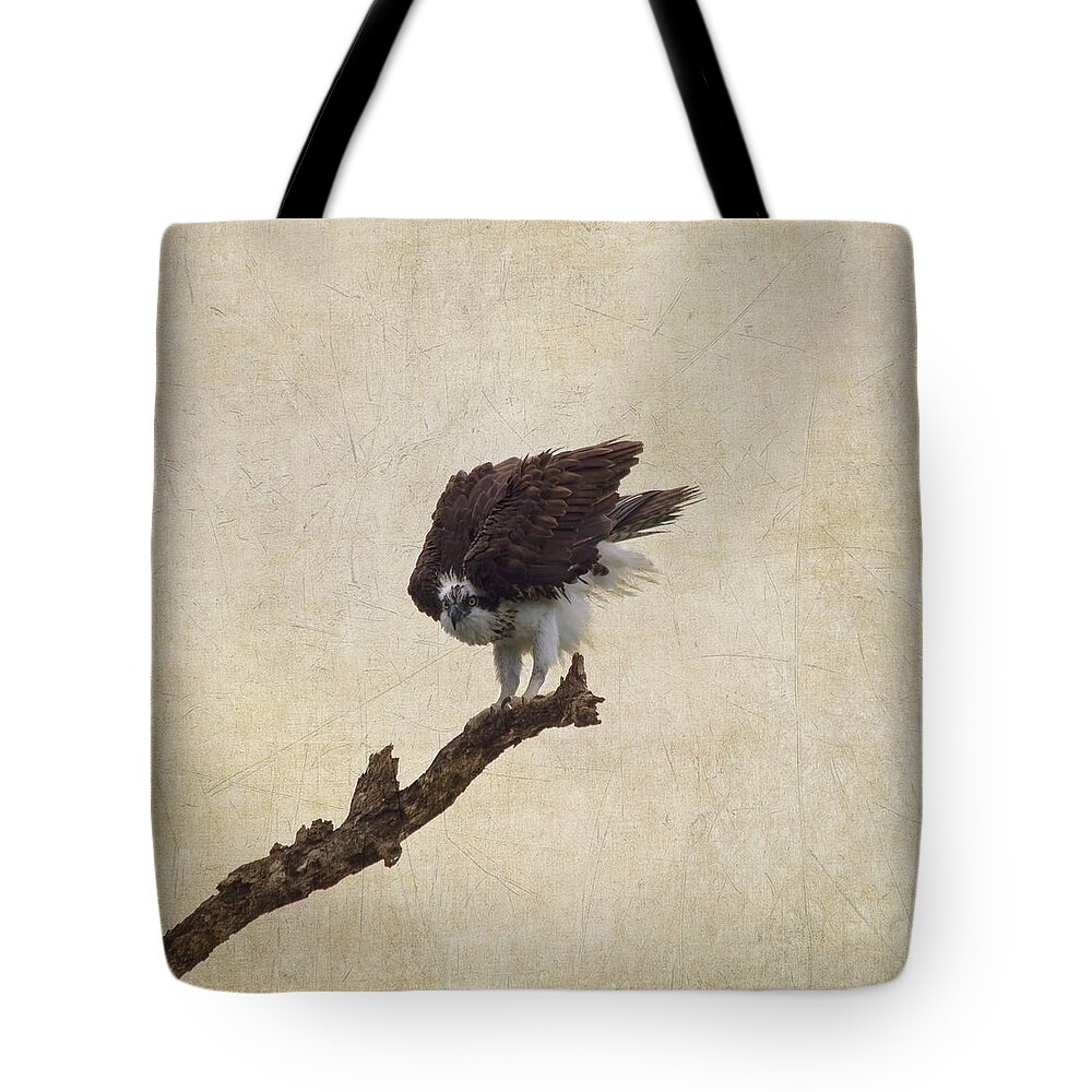 Osprey Tote Bag featuring the photograph Ruffled Up Osprey by Kim Hojnacki