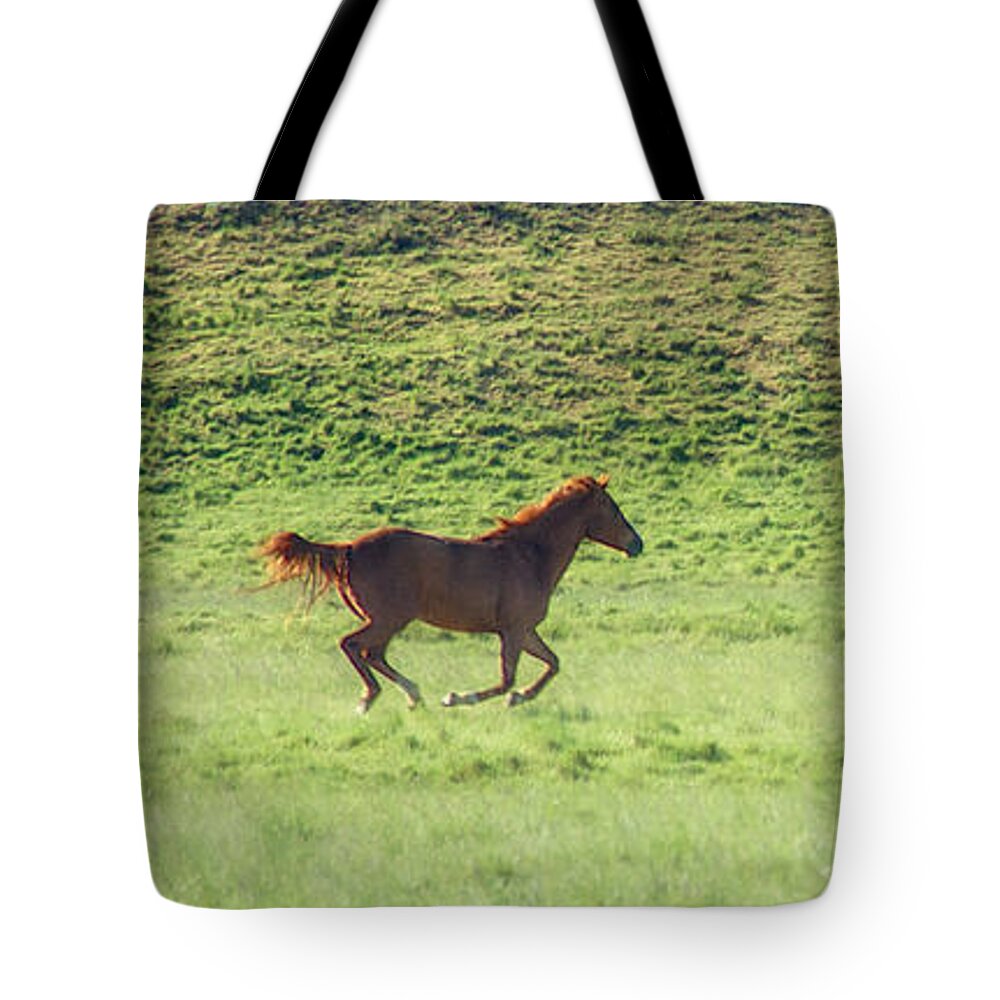 Alkali Creek Tote Bag featuring the photograph Runaway Colt Panorama by Mary Lee Dereske
