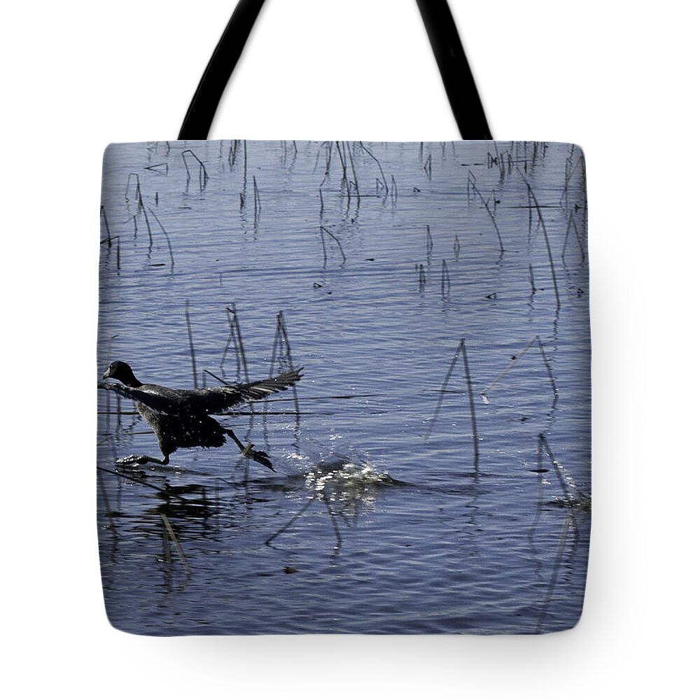 Coot Tote Bag featuring the photograph Running Wild by Betty Depee