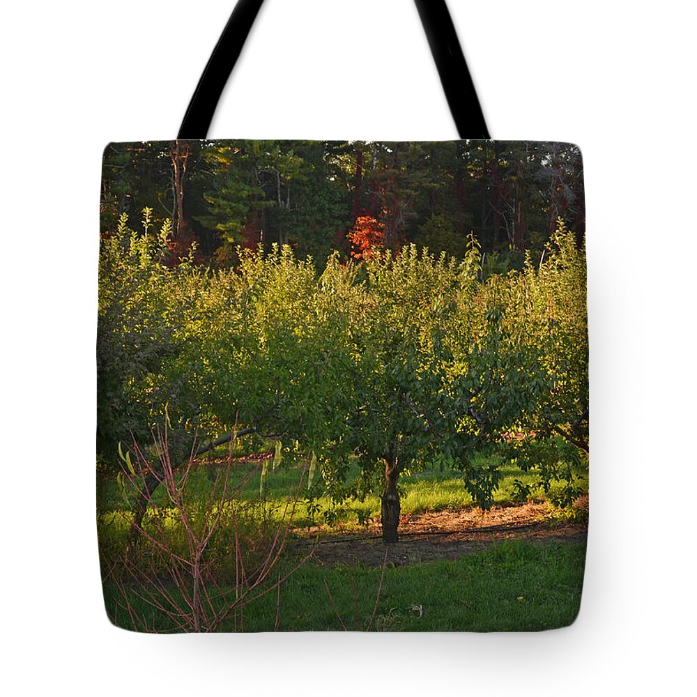 Russel Tote Bag featuring the photograph Russel Farms Forestland by Toby McGuire