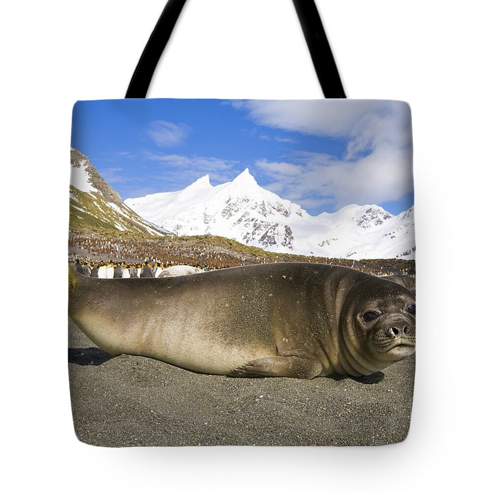 00346000 Tote Bag featuring the photograph Southern Elephant Seal Pup by Yva Momatiuk John Eastcott