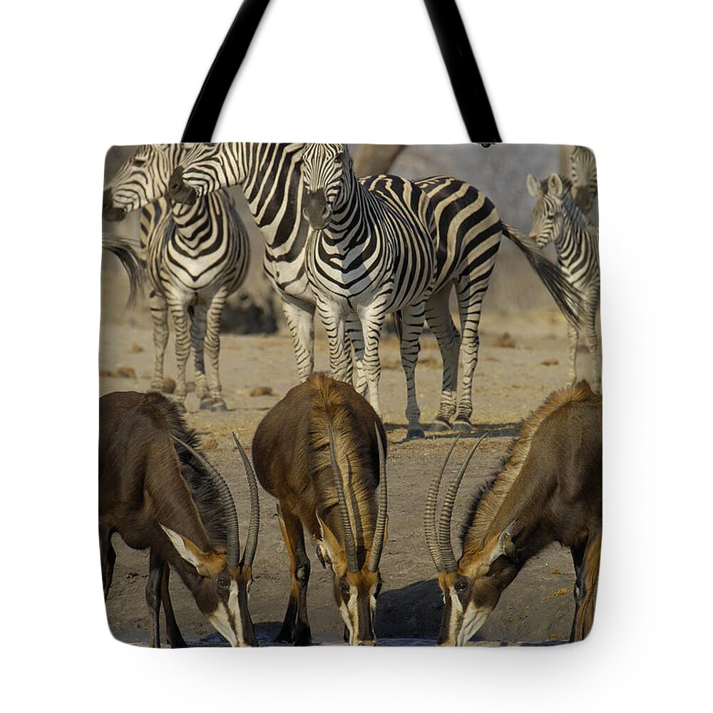 Feb0514 Tote Bag featuring the photograph Sable Antelope At Waterhole Africa by Pete Oxford