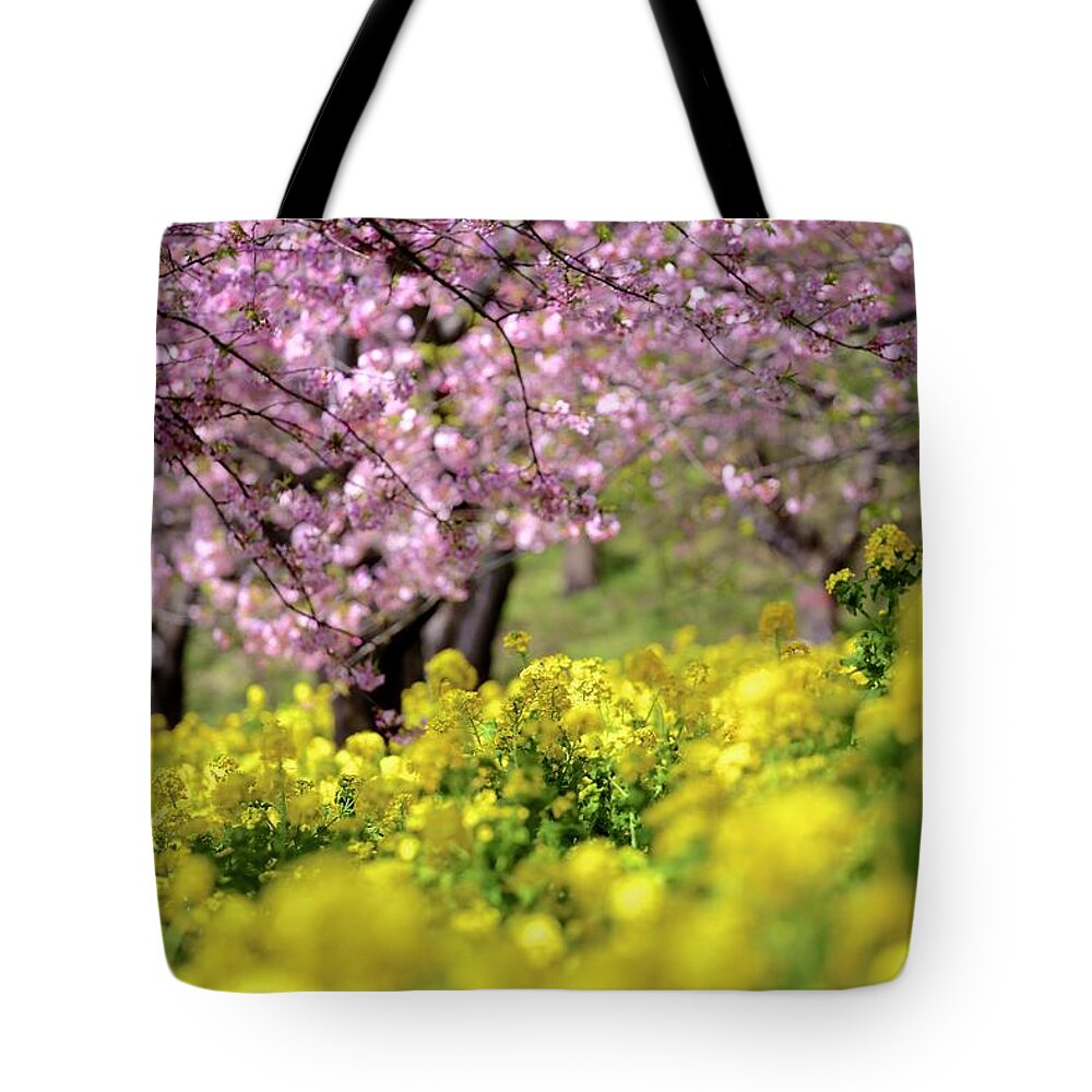 Outdoors Tote Bag featuring the photograph Sakura & Rape Blossom by Jun Okada