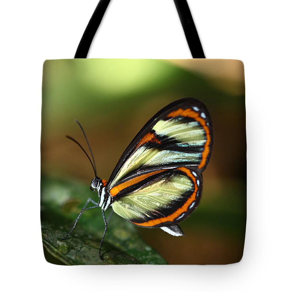 Butterfly Tote Bag featuring the photograph Salapia Glasswing butterfly by James Brunker