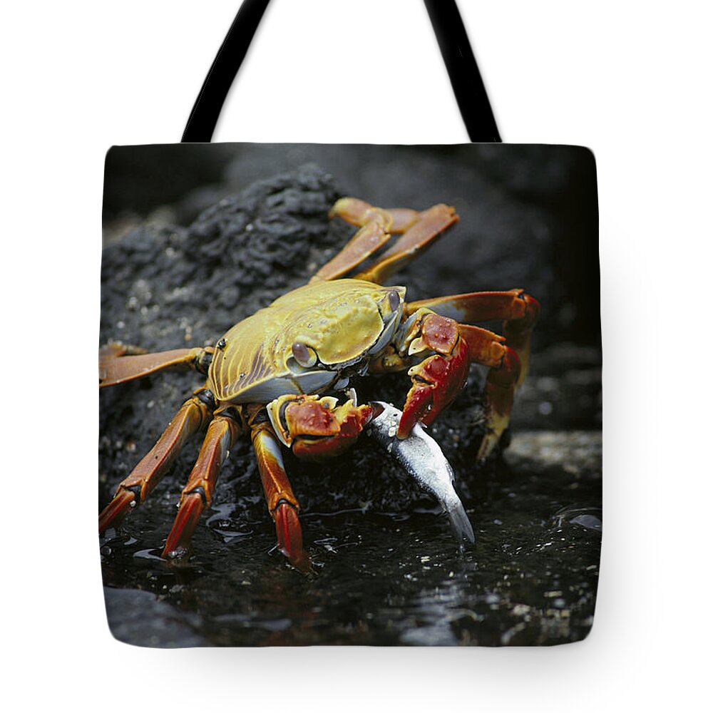 Feb0514 Tote Bag featuring the photograph Sally Lightfoot Crab Feeing Galapagos by Tui De Roy
