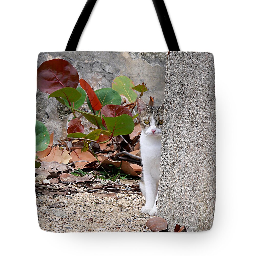 Ichard Reeve Tote Bag featuring the photograph San Juan - Colonial Cat by Richard Reeve