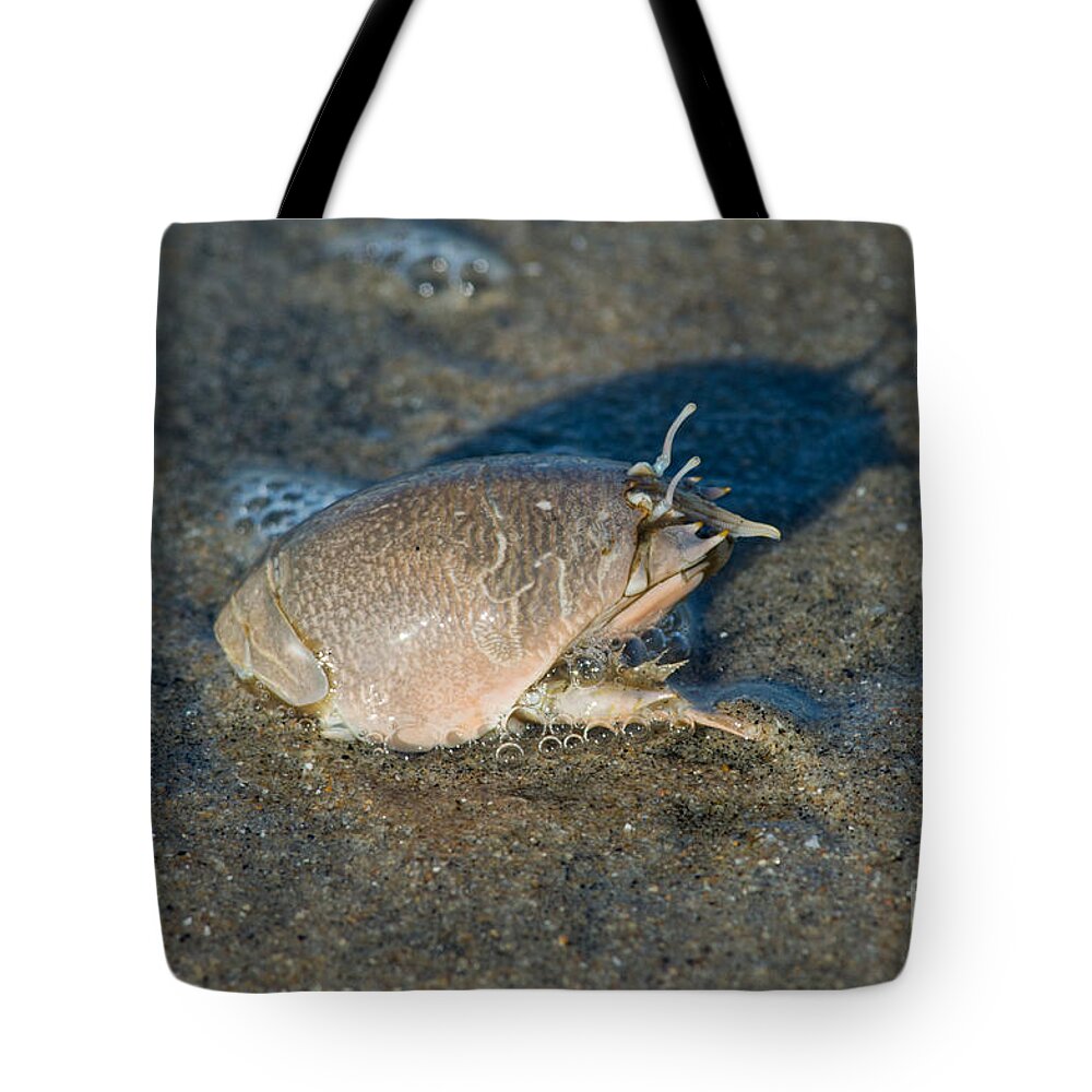 Pacific Sand Crab Tote Bag featuring the photograph Sand Crab Or Mole Crab by Anthony Mercieca