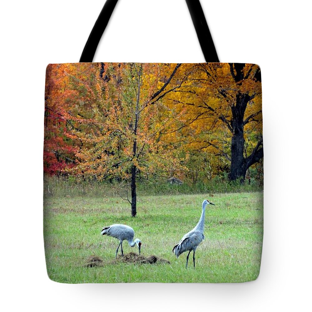 Sandhill Cranes Tote Bag featuring the photograph Sandhill Cranes by David T Wilkinson