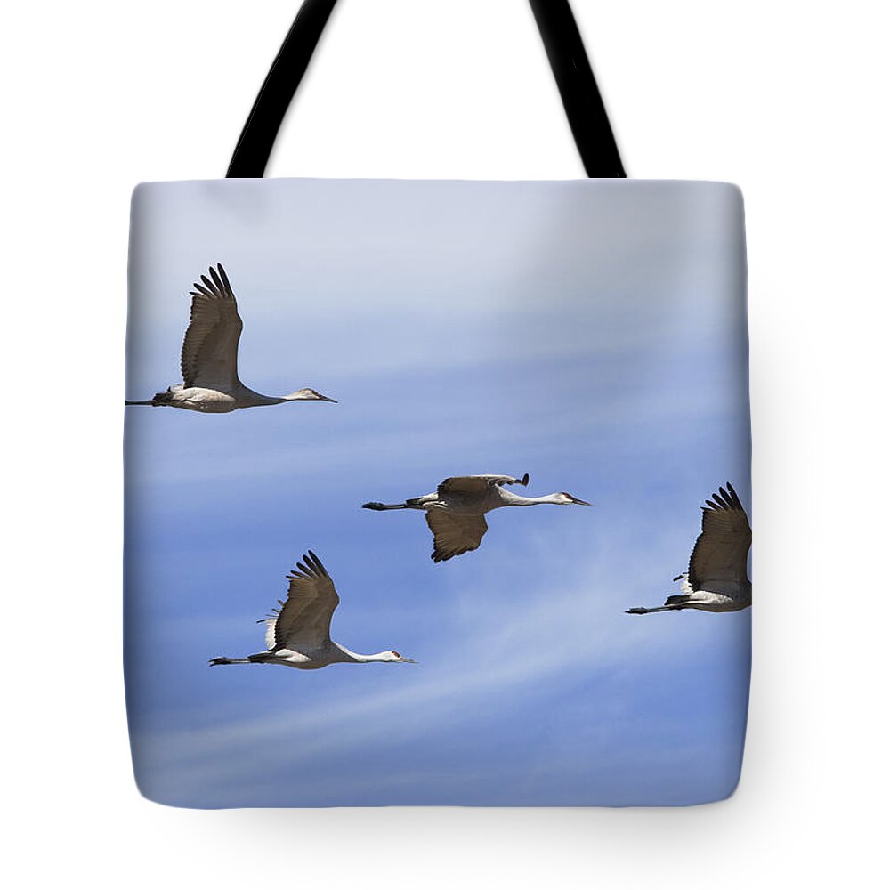 00198273 Tote Bag featuring the photograph Sandhill Cranes Flying in Formation by Konrad Wothe