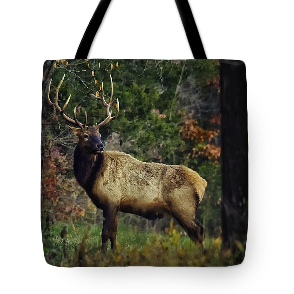 Elk Tote Bag featuring the photograph Satellite Bull Along Tree Line by Michael Dougherty