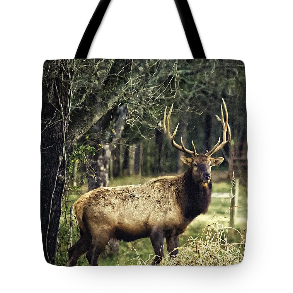 Bull Elk Tote Bag featuring the photograph Satellite Bull by Roadside by Michael Dougherty