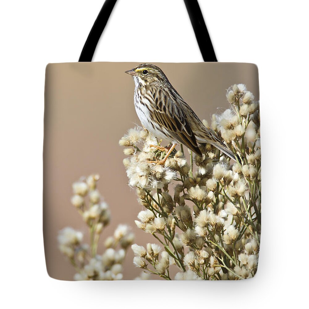 Sparrow Tote Bag featuring the photograph Savannah Sparrow by Bryan Keil