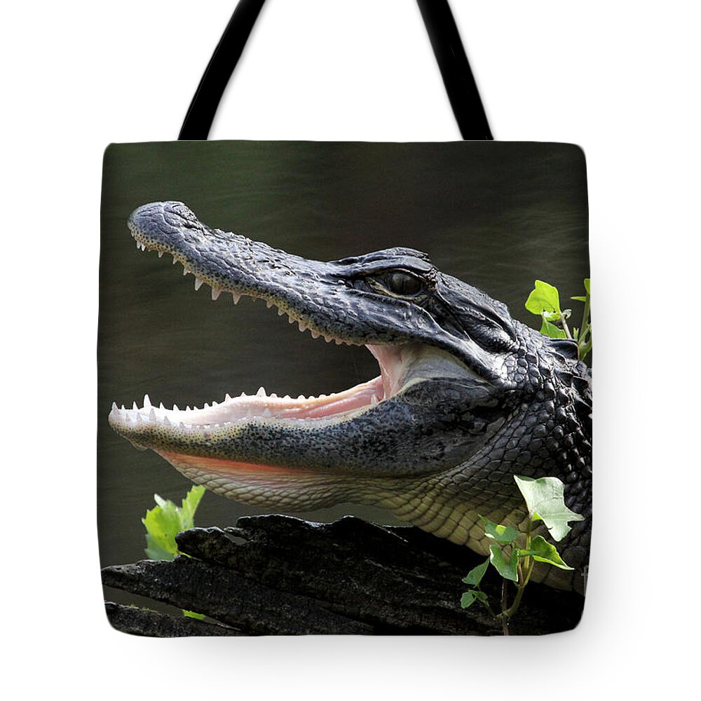 American Alligator Tote Bag featuring the photograph Say Aah - American Alligator by Meg Rousher