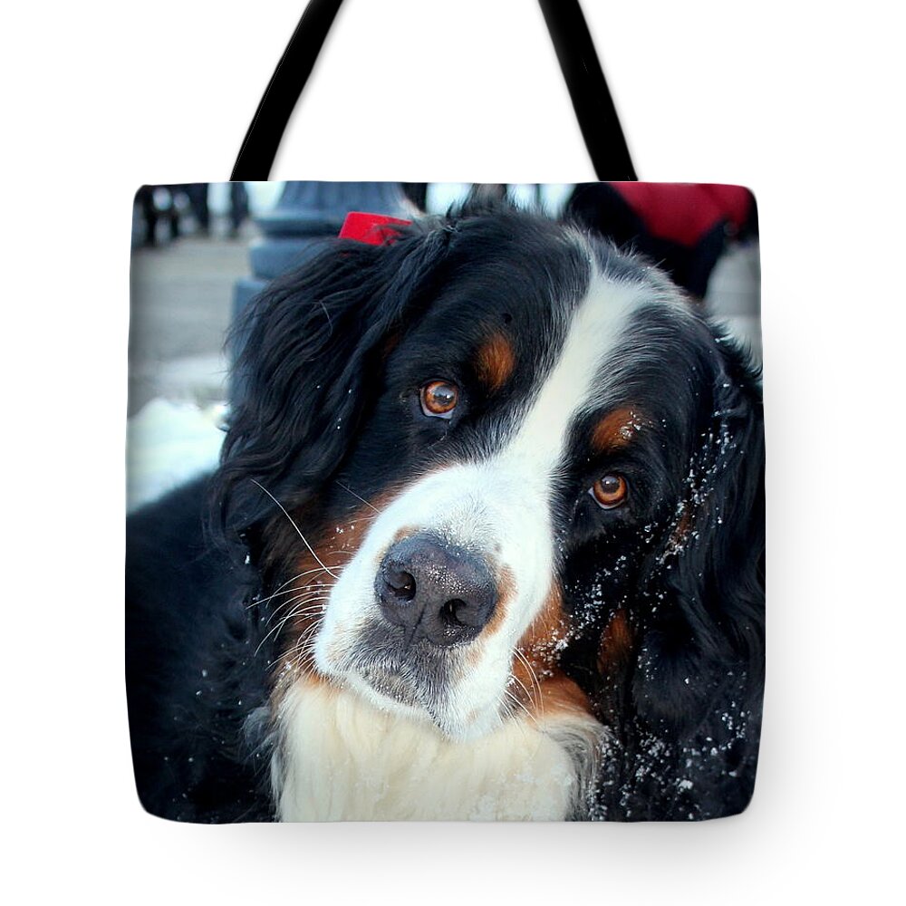 Bernese Mountain Dog Tote Bag featuring the photograph You Said You Love Me by Fiona Kennard