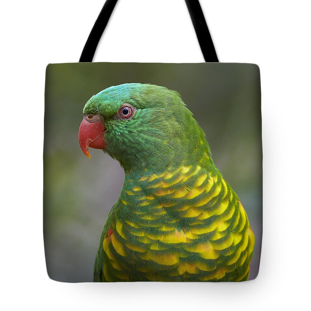 Martin Willis Tote Bag featuring the photograph Scaly-breasted Lorikeet Australia by Martin Willis