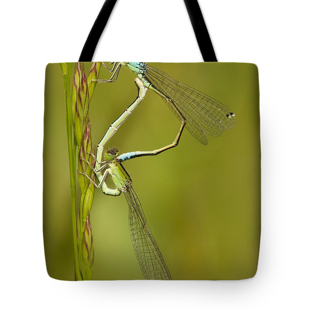 Marcel Klootwijk Tote Bag featuring the photograph Scarce Blue-tailed Damselfly Pair by Marcel Klootwijk