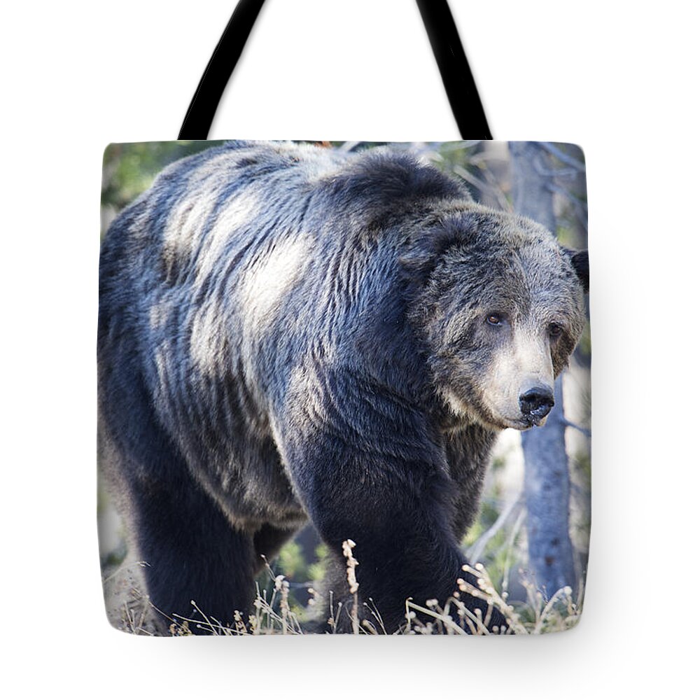 Grizzly Bear Tote Bag featuring the photograph Scarface by Deby Dixon