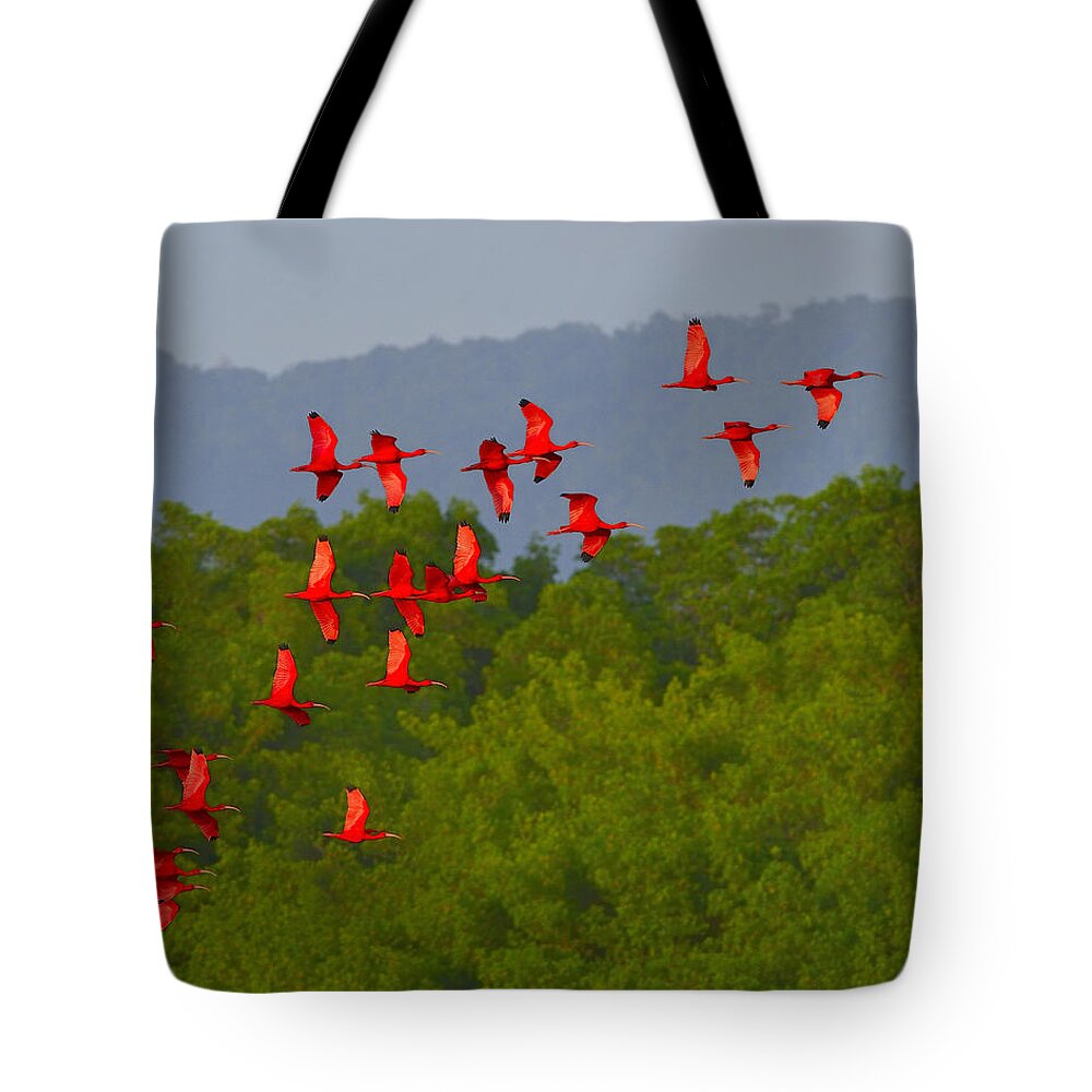 Scarlet Ibis Tote Bag featuring the photograph Scarlet Ibis by Tony Beck