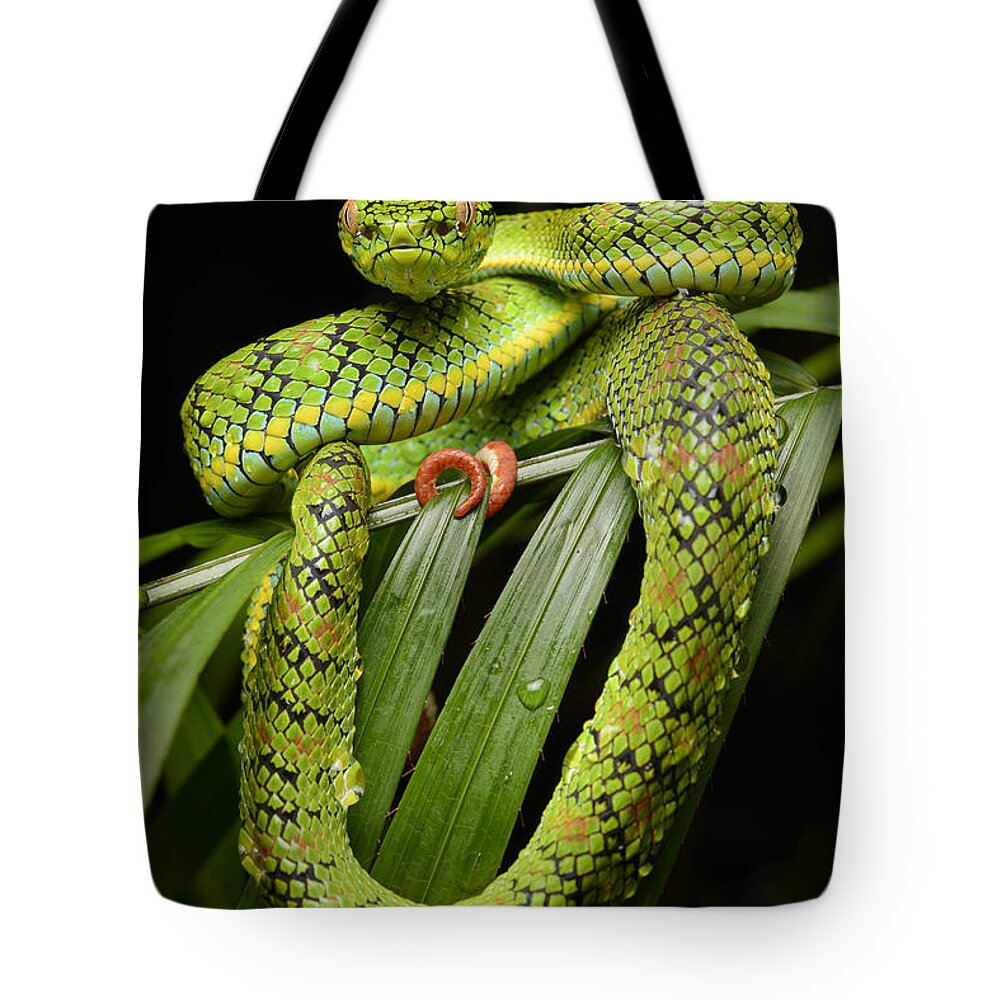 Ch'ien Lee Tote Bag featuring the photograph Schultz Pit Viper Palawan Isl by Ch'ien Lee