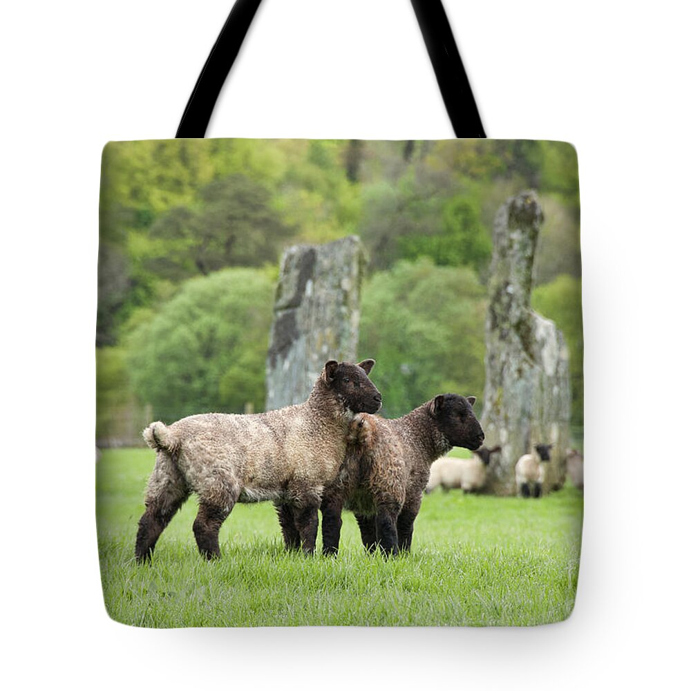 Neolithic Tote Bag featuring the photograph Scottish Sheep by Juli Scalzi