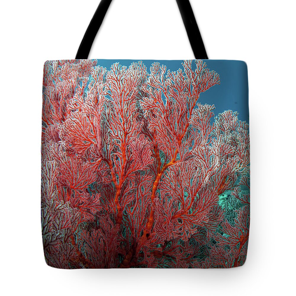 Underwater Tote Bag featuring the photograph Sea Fan by Kerriekerr