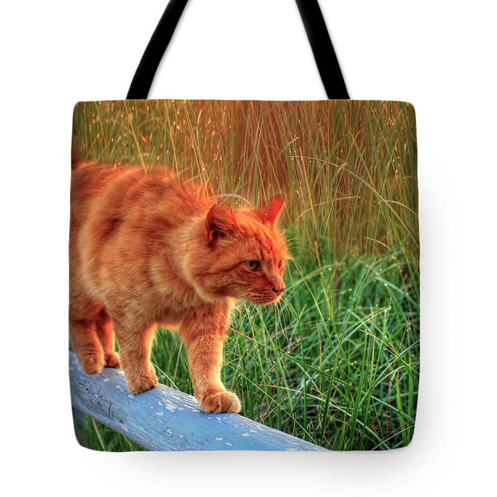 Cats Tote Bag featuring the photograph Sea Grass Tabby Cat by Brenda Giasson