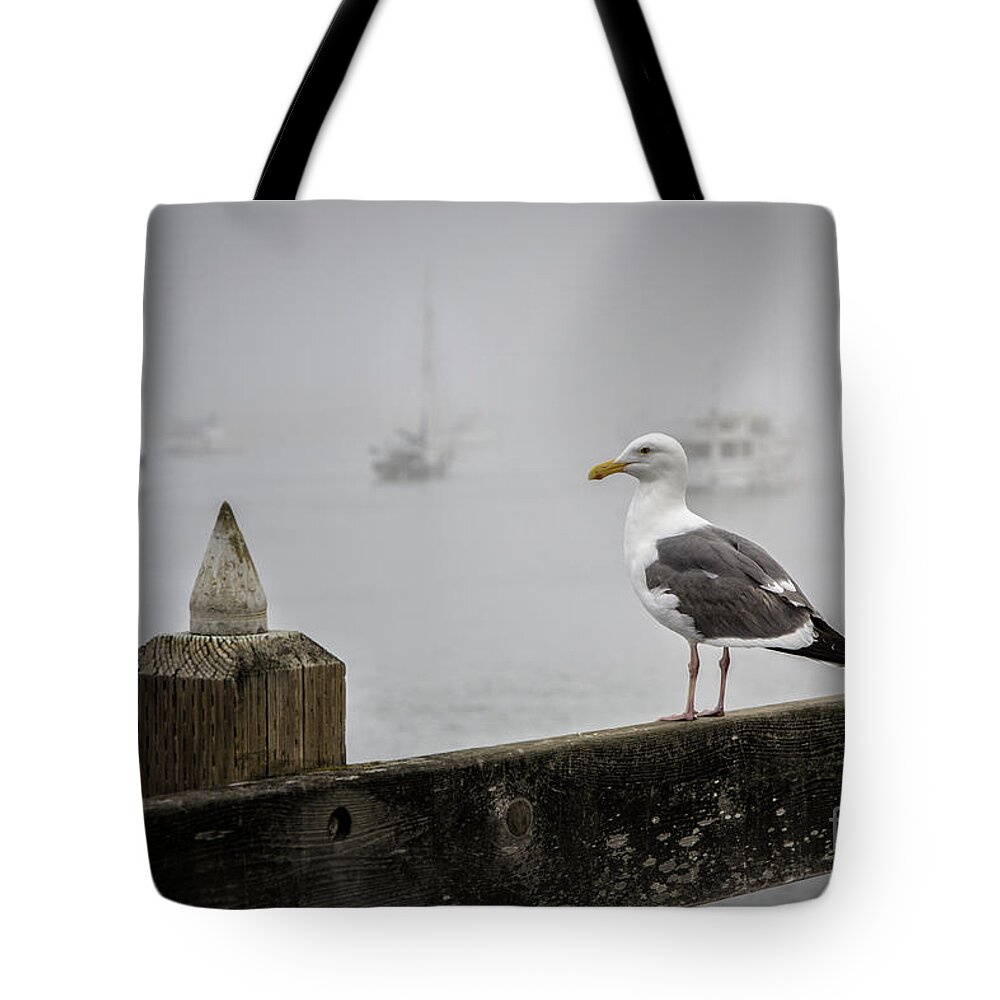 Los Osos Tote Bag featuring the photograph Seagull In Fog 1 by Timothy Hacker