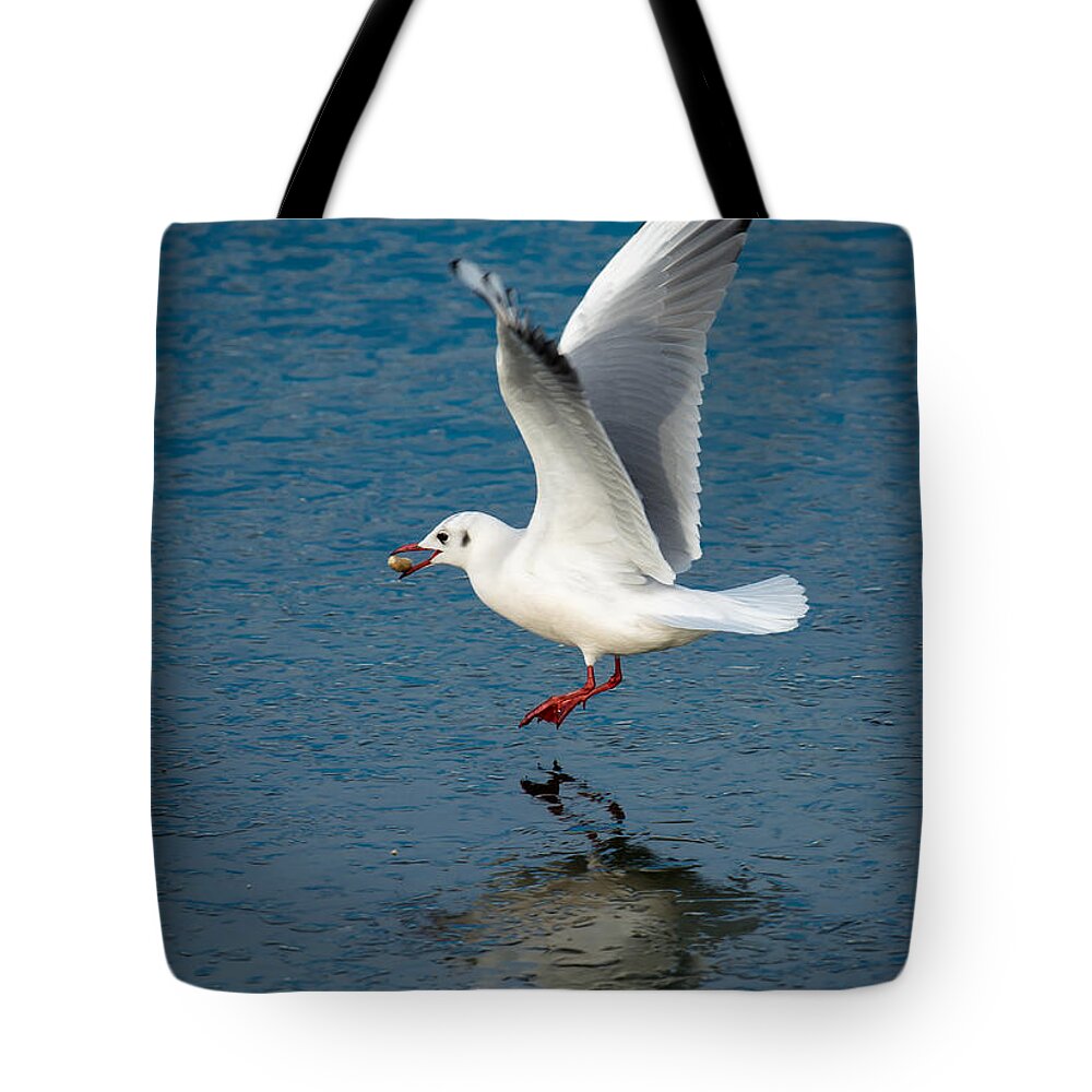 Seagull Tote Bag featuring the photograph Seagull With Stone Above Frozen Lake by Andreas Berthold