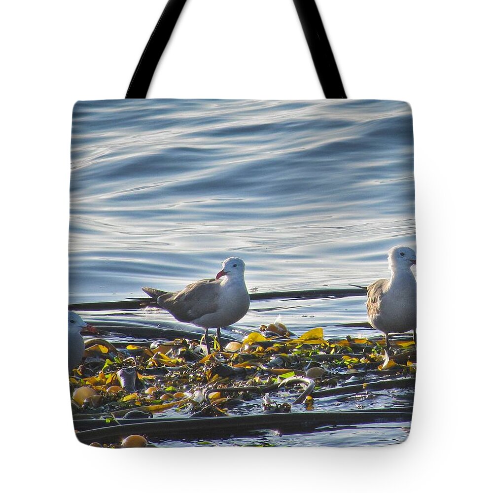 Seascape Tote Bag featuring the photograph Seagulls in Victoria BC by Natalie Rotman Cote