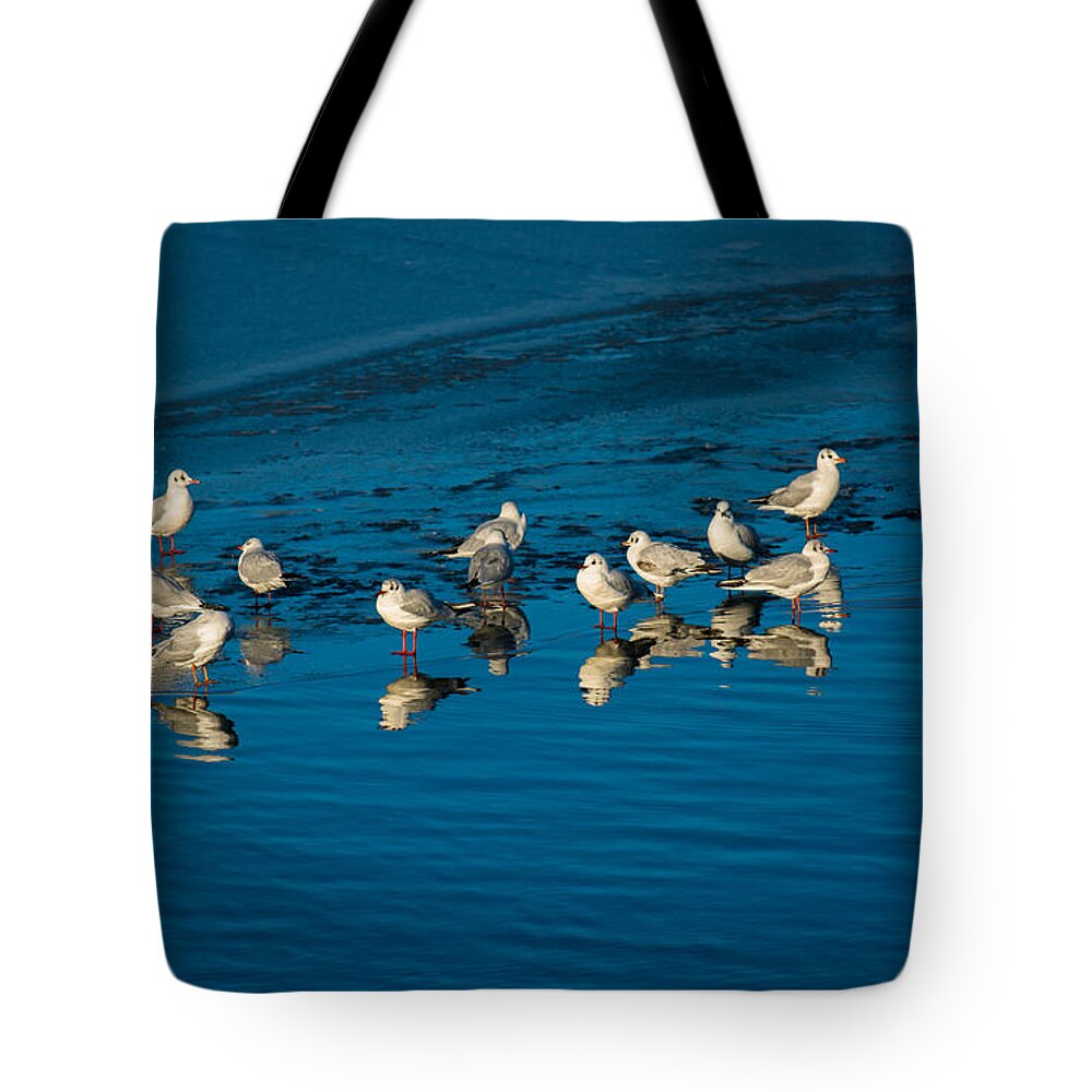 Animal Tote Bag featuring the photograph Seagulls On Frozen Lake by Andreas Berthold