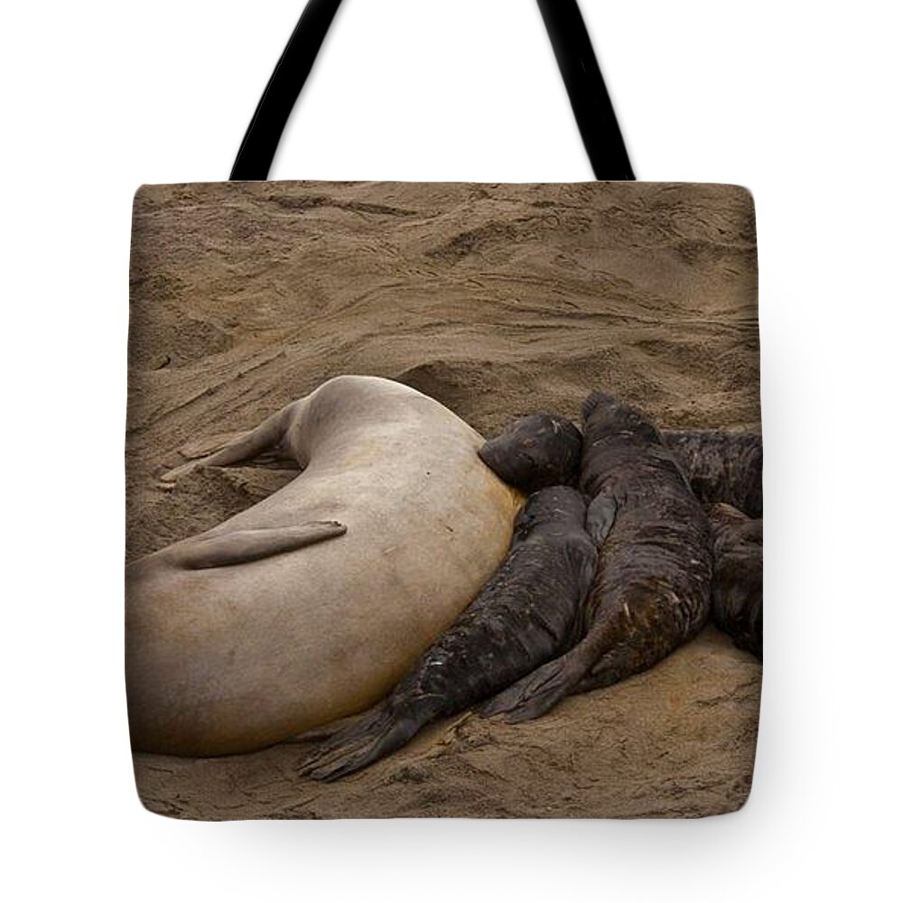 Beach Tote Bag featuring the photograph Seal and Pups by Beth Sargent