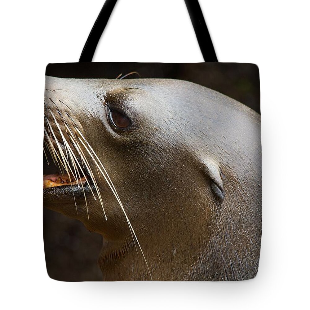 Sealion Tote Bag featuring the photograph Sealion face by Allan Morrison