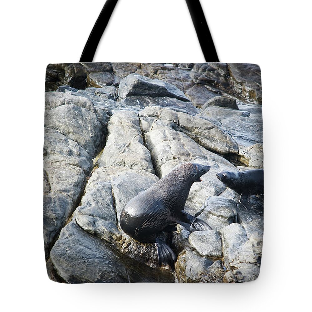 Animals In The Wild Tote Bag featuring the photograph Seals On A Rock by Jim Julien / Design Pics