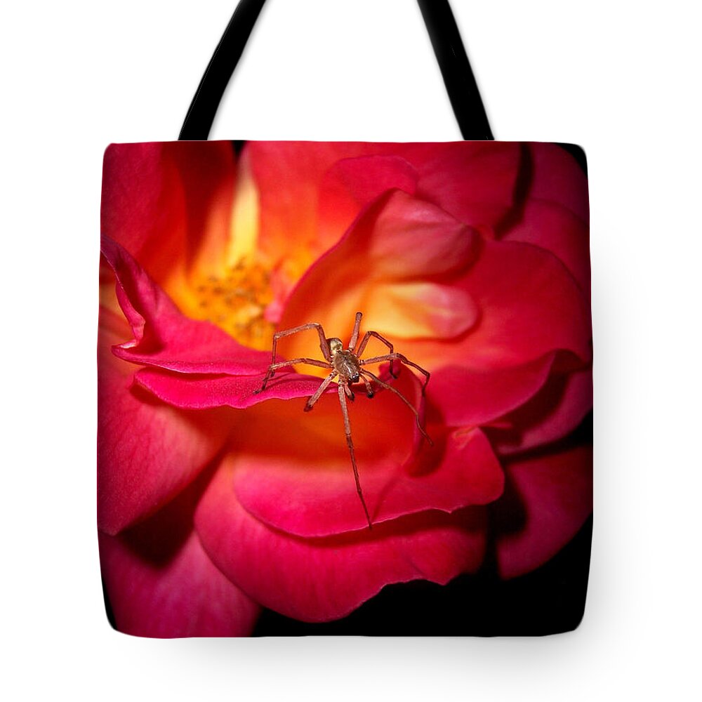 Rose Tote Bag featuring the photograph Searching For Miss Muffet by Donna Blackhall