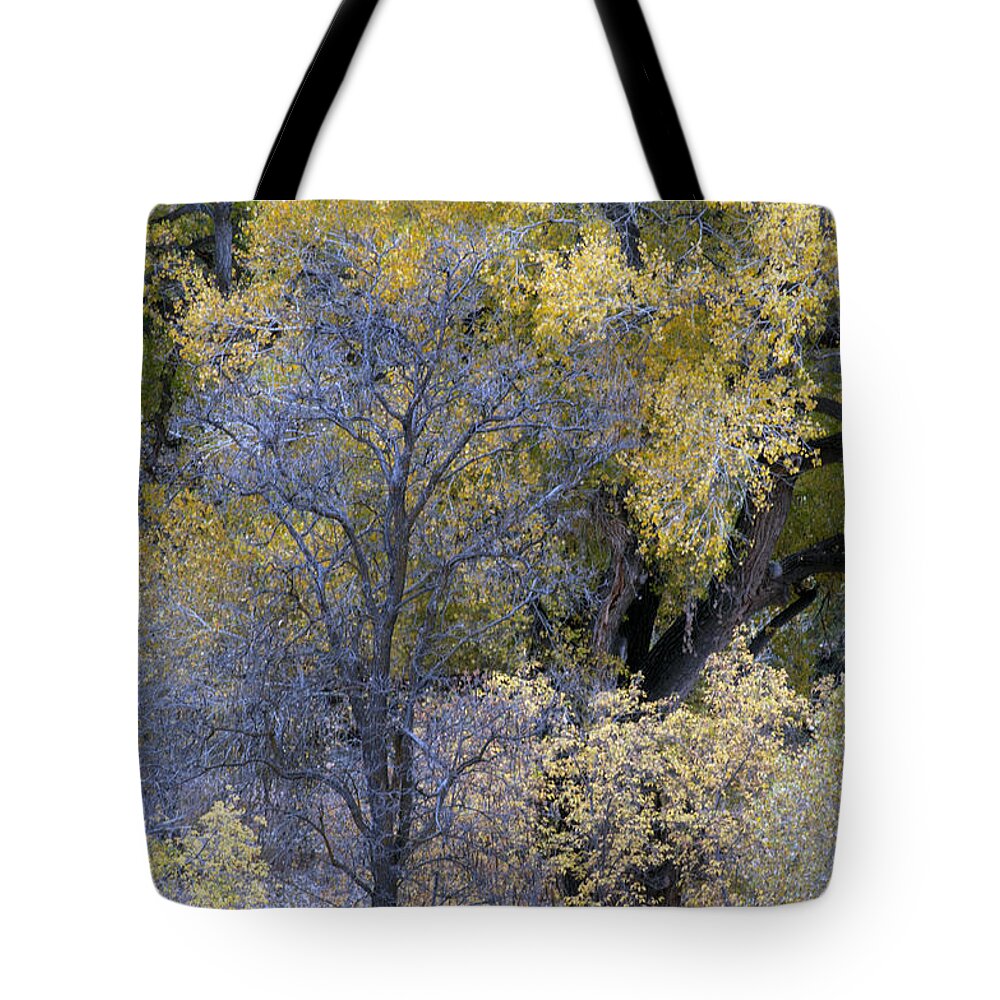 Fall Color Tote Bag featuring the photograph Sedona Fall Color by Tam Ryan