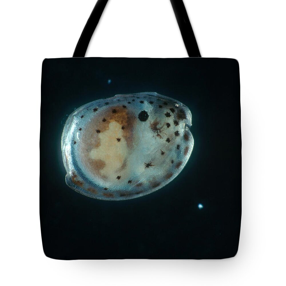 Animal Tote Bag featuring the photograph Seed Shrimp, Lm by Newman & Flowers